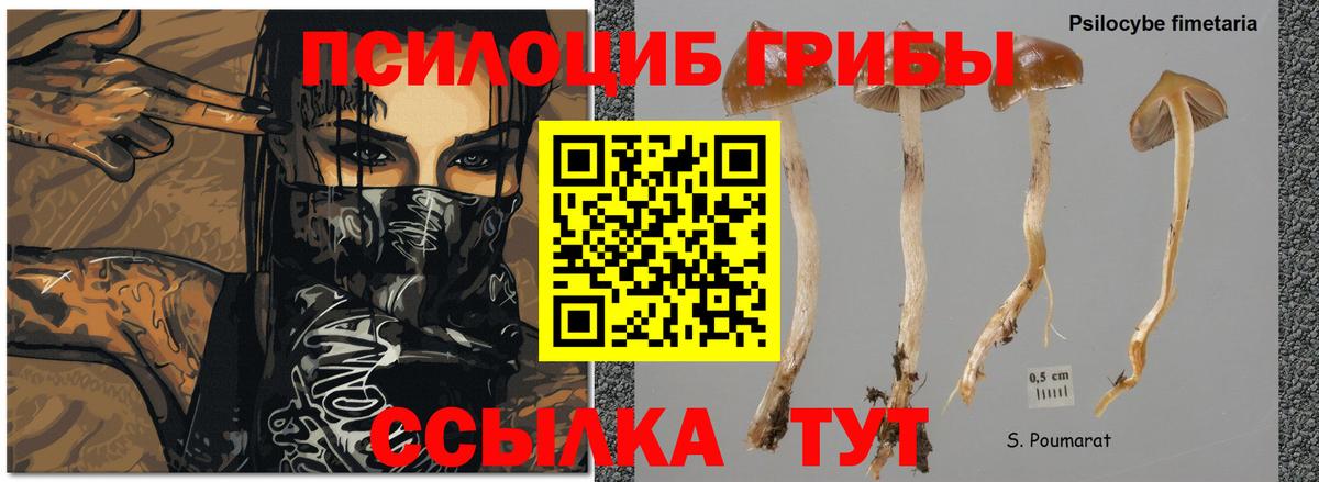 Псилоцибиновые грибы Psilocybine cubensis Лабытнанги